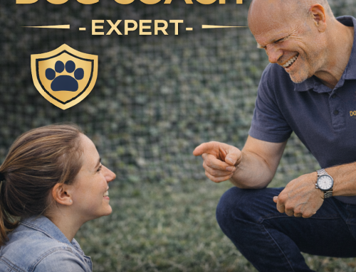 Formación Dog Coach Expert University para ingresos