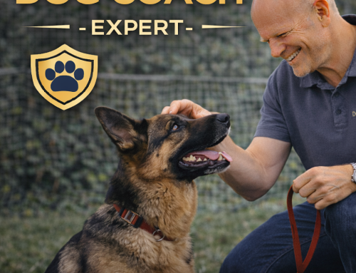 Hospedaje canino seguro en Lima con Dog Coach Expert