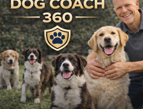 7 errores que arruinan a tu perro y Dog Coach 360®